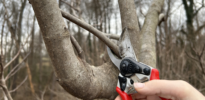 Pruning Classes in February!