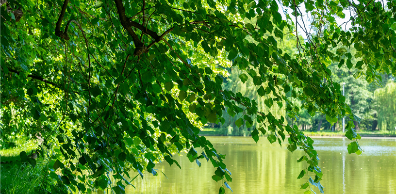 On the Lookout for Elm Pollen