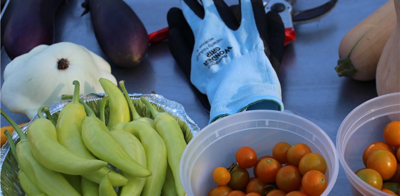 Join Us in Kernersville at Gardening for Everyone Classes